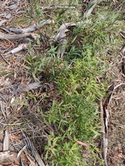 Billardiera cymosa