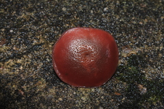 Gymnopilus subpurpuratus