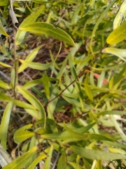 Billardiera cymosa