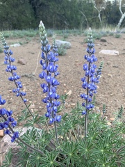 Lupinus argenteus palmeri
