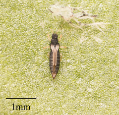 Heliothrips haemorrhoidalis