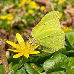 Gonepteryx rhamni