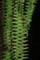 Alansmia cultrata