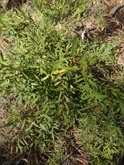 Billardiera cymosa