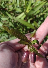 Billardiera cymosa