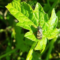 Deois flexuosa