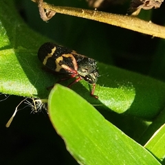 Deois flexuosa