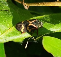Deois flexuosa