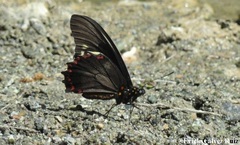 Battus polydamas polydamas