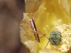 Conocephalus leptopterus