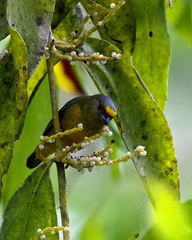 Euphonia mesochrysa