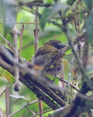 Saltator maximus