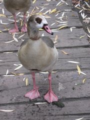 Alopochen aegyptiaca