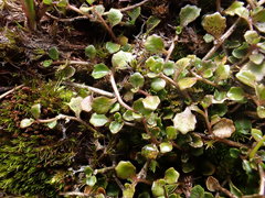 Lobelia angulata