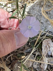 Evolvulus arizonicus