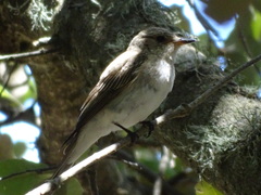 Muscicapa striata balearica