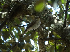Muscicapa striata balearica