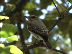 Muscicapa striata balearica