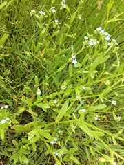 Myosotis laxa