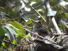 Muscicapa striata balearica