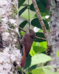 Lepidocolaptes fatimalimae