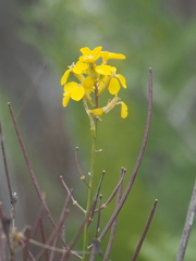 Erysimum teretifolium