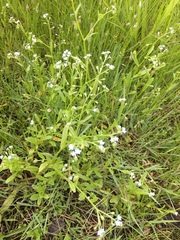 Myosotis laxa