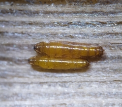 Cryptonevra flavitarsis