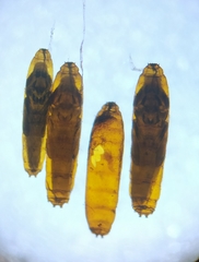 Cryptonevra flavitarsis