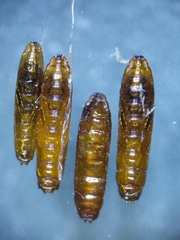 Cryptonevra flavitarsis