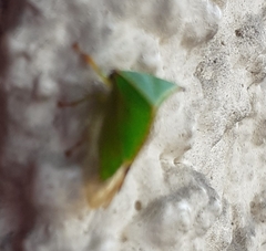 Stictocephala bisonia