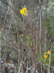 Erysimum teretifolium