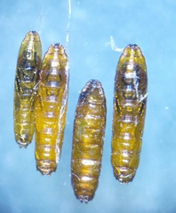 Cryptonevra flavitarsis