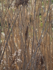 Cryptonevra flavitarsis