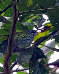 Ixothraupis punctata