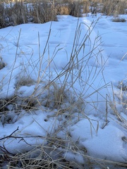 Beckmannia syzigachne