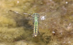 Erythemis collocata