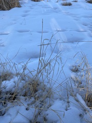 Beckmannia syzigachne