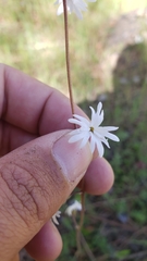 Lithophragma parviflorum parviflorum