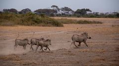 Phacochoerus africanus