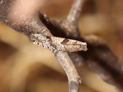 Pseudexentera vaccinii