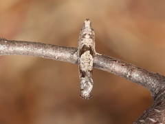 Pseudexentera vaccinii