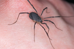 Eumesosoma