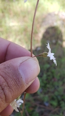 Lithophragma parviflorum parviflorum