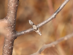 Pseudexentera vaccinii