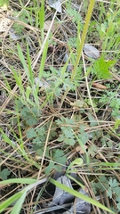 Lithophragma parviflorum parviflorum
