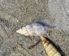 Nassarius fraterculus