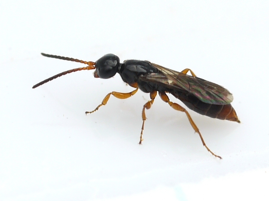 Sierolomorphoidea