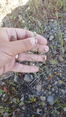 Plagiobothrys tenellus