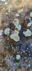 Lecanora valesiaca